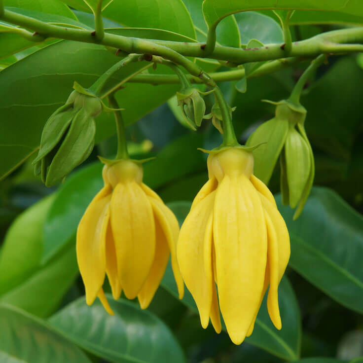 Ylang-Ylang